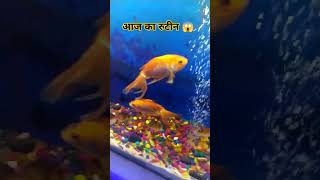 Golden Fish 🐠।। Bing Bang । hiphop automobile music gwalior aquarium fish rap [upl. by Iram72]