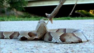 Copperhead Snake Strike in strike position bites [upl. by Lehcir]