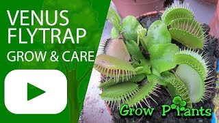 Venus flytrap  grow amp care [upl. by Gussie]