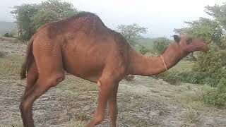 Kamal Puri Daachi Farm West Punjab Deva CamelSaudi Arabia Nasal Ka Behtreen Red Colour young Cam [upl. by Rockafellow]