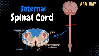 Internal Spinal Cord Gray Matter White Matter Funiculus  Anatomy [upl. by Liuka]