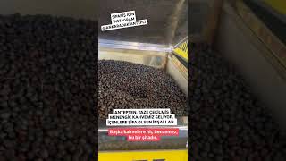 Menengiç kahvesi nasıl çekilir Şifa deposu kahve Antep kahvesi menengiç kahve coffee ankara [upl. by Hafital]