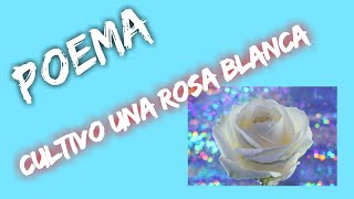 Poema cultivo una rosa blancaquot José Martí [upl. by Cykana299]