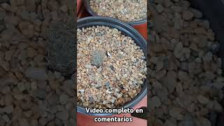 Lophophora cactus cactus beauty tips cactusysuculentas [upl. by Sumaes]