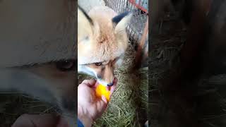 2323 Дикая лиса Маркиза и утренний завтрак WildRedFox animals shorts [upl. by O'Neill]