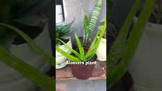 Aloevera plant benefits  easy grow plant  short viral 💚💚💚 [upl. by Zeiler]