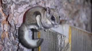 Northern Flying Squirrels [upl. by Marie]