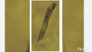 Euglena viridis REPRODUCTION 2 Multiple Fission and Palmella Stage [upl. by Debarath]