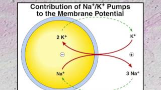 Nerve and Membrane Potentials  Lecture 3 [upl. by Conrade]