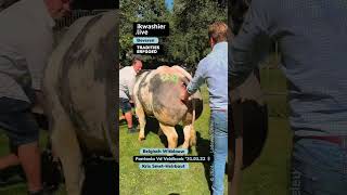 Belgisch Witblauw Fantasia Vd Veldhoek  Kris SmetHeirbaut shorts animal farming agriculture [upl. by Ahtabat]