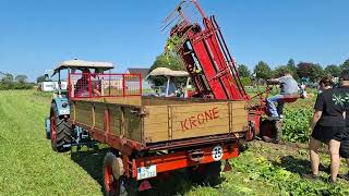 Trecker Treffen Hamm Norddinker 2024 Rüben Rübenroden Eicher [upl. by Cattima]