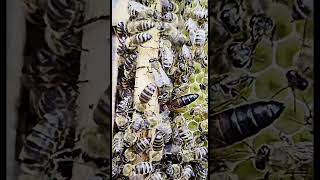 Die F2 von einer Sklenar G10 im Schwarm vom 16062024 Imkerei Bienen und Natur 2024 [upl. by Harehs]