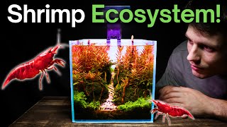 I Made a Nano Shrimp Aquarium Here’s How [upl. by Nyved]