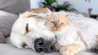 Golden Retriever and Kitten Sleep Together [upl. by Waldner715]