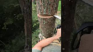 Ashwood Tree Removal treearborist climbing arborist treecare pinetree [upl. by Eeraj]