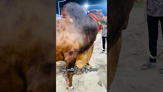 700Kg Gigantic Red Big Shahiwal Bull Showdown  MashAllah  fazenda pecuaria bulls Farming [upl. by Sisto]