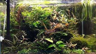 Frodo Stone Aquarium oder eher Urwald 🌿 Update Aquascape [upl. by Doownel]