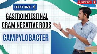 Gastrointestinal Gram  Negative Rods Part 9  Campylobacter 1 [upl. by Nyvar]