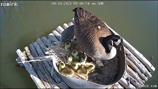 Baby geese hatching DIY nest box [upl. by Aihtyc]