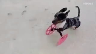 Perrito con dos patas recupera movilidad con carrito impreso en 3D [upl. by Iralav]