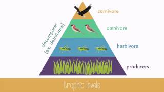 Energy Transfer in Trophic Levels [upl. by Salvatore]