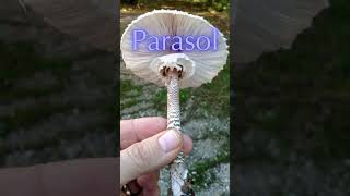 Can you name this Mushroom [upl. by Analah]