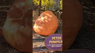 These Pumpkins Are MASSIVE  🎃🎃👀🎃🎃 silverdollarcity pumpkins branson themepark [upl. by Ronni370]