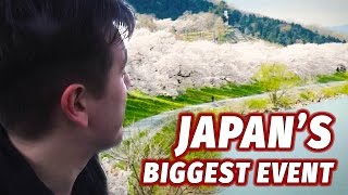 Experiencing Japans Biggest Annual Event  Cherry Blossom Season [upl. by Nahtanhoj]