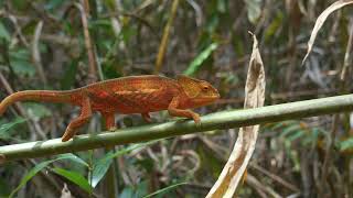 Parsons chameleon Calumma parsonii cristifer [upl. by Stafford324]