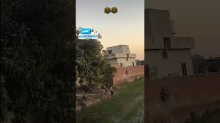 Kite Catching In Punjab funny Patang Lover ❤️  shorts youtubeshorts patang kiteflying [upl. by Ahsiryt]