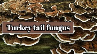 Turkey tail fungus Trametes versicolor identification [upl. by Barrada]