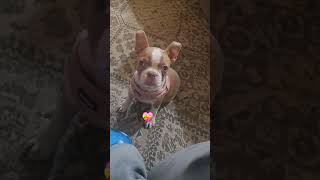 Boston Terriers cutedog cutedog faith bestdogbreeds [upl. by Rocky]