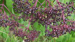 Fresh Elderberry Syrup  Homesteading Ways [upl. by Newberry]