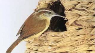 Carolina Wren Nest [upl. by Engis]