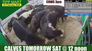 TIPPERARY TOWN MART 23 Feb 2024 cattle [upl. by Hite]