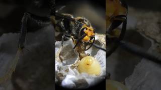 Devilfaced wasp larvae 🐝🐛  Tropical Forest Bees bees [upl. by Zilla]