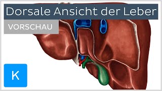 Leber Ansicht von posterior Vorschau  Kenhub [upl. by Pfosi]