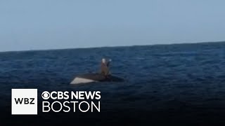 Man rescued by fishermen from capsized boat off of Nantucket [upl. by Dnalrah]