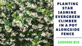 Planting Star Jasmine Chinese Star Jasmine evergreen climbing vine in a pot along the back fence [upl. by Geminius]