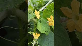 nature viralvideo ytshorts gardening potplant vegetables [upl. by Eiknarf]