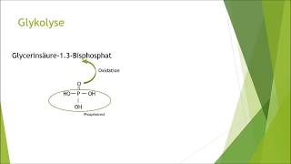 Glykolyse einfach erklärt  Biologie  Nachhilfe [upl. by Kalin]