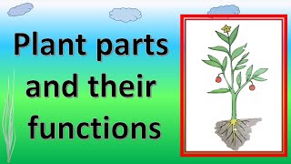 Plant parts and their functions  Parts of plants and their functions  Parts of a plant  TEPZone [upl. by Brass]