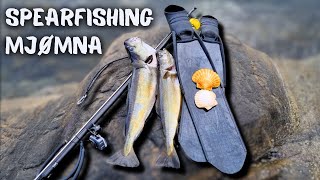 Spearfishing Under The Bridge Vol3 Norway [upl. by Dalenna649]