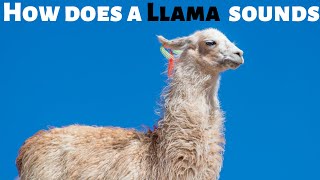 🦙 How does a Llama sounds 🦙 [upl. by Liscomb]