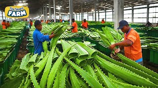 How Aloe Vera Gel is Made on a MASSIVE Scale Amazing Aloe Vera Factory [upl. by Adekan]