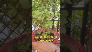 jade plant lucky plant jadeplantcare jadeplant plants gardening gardeningtips viral trending [upl. by Eittap394]