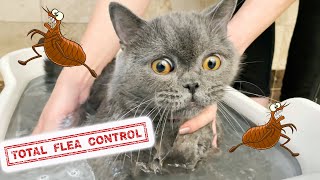 HOW TO GET RID OF FLEAS FAST CHEAP AND EASY 🙀 LEARN SECRETS HOW TO TREAT YOUR CAT KITTEN AND HOME [upl. by Bajaj]