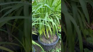 Dracaena Marginata plant 🪻youtubeshorts tranding garden plants [upl. by Hplodur]