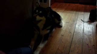 Alaskan Malamute does his best Chewbacca impression [upl. by Eletnahc]