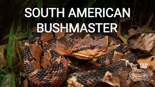 Deadly venomous South American bushmaster the third longest venomous snake in the world [upl. by Akeirahs]